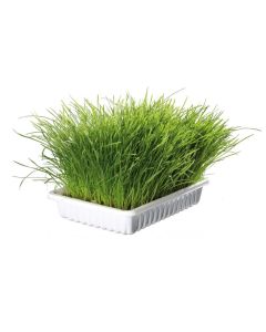 Trixie: Mačija trava, posuda 100 g
